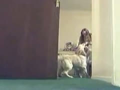 Lovely Italian teenage is giving a kiss with her Labrador in her room 